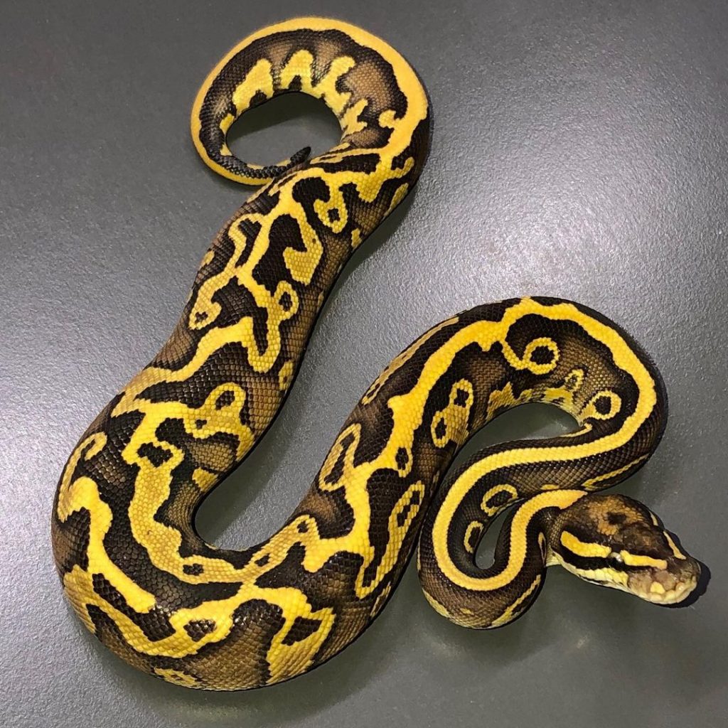 Banana ball python for sale